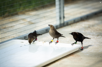 3 brownheaded cowbirds in Penn's "smart aviary"