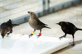 3 brownheaded cowbirds in Penn's "smart aviary"